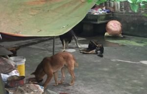 create: Anh Thế/dantri.com.vn Nguồn: https://dantri.com.vn/ban-doc/sai-pham-tien-ty-chi-rut-kinh-nghiem-muc-ky-luat-khong-co-trong-luat-20200218144609584.htm