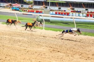 Lấy tên người đặt cho chó, ngựa ở buổi giao lưu Đại Nam